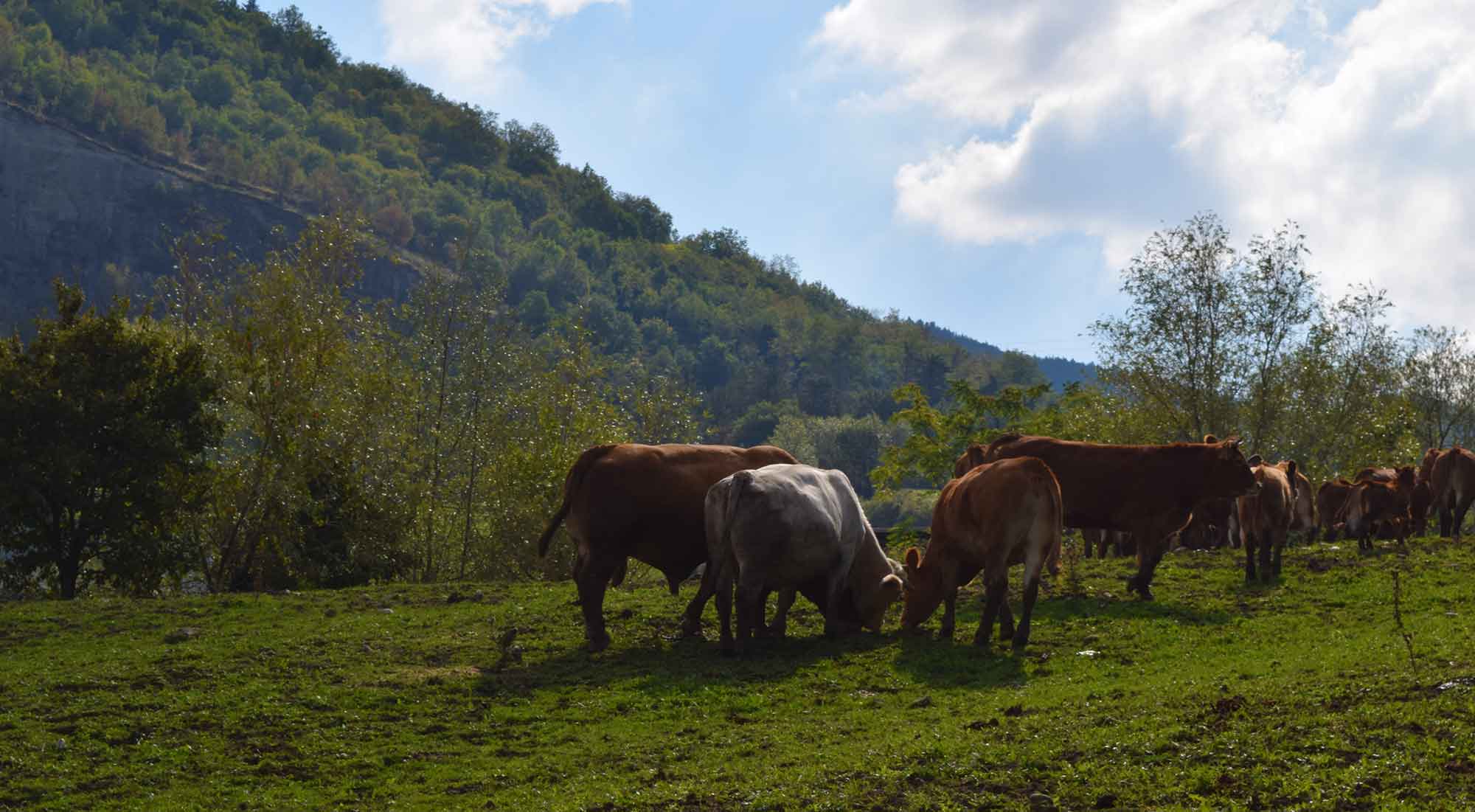 Scegliamo per te solo carne da allevamenti di altissima qualità